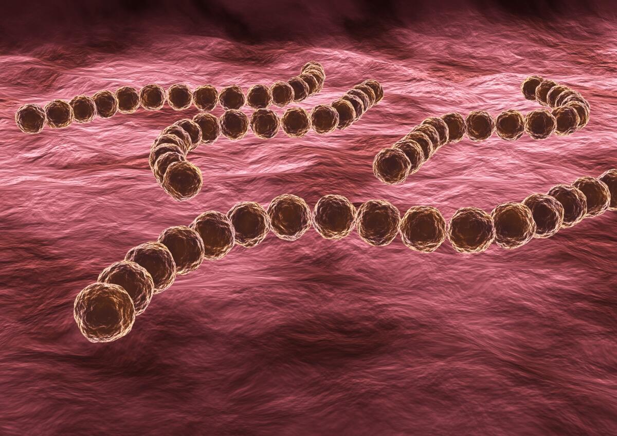 Aumento delle infezioni da Streptococco in Giappone: cos'è la "malattia carnivora" di cui parlano tutti - Streptococcus pyogenes is a highly infectious pathogenic bacterium, it can cause pharyngitis or more serious diseases such as scarlet fever and rheumatic fever. 3D rendering