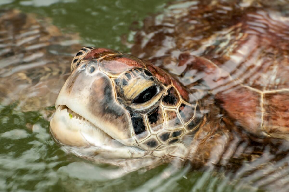 Otto bambini e un adulto deceduti dopo aver consumato carne di tartaruga marina - A close up view of the head and face of a Green Sea Turtle in a sanctuary at Zanzibar.