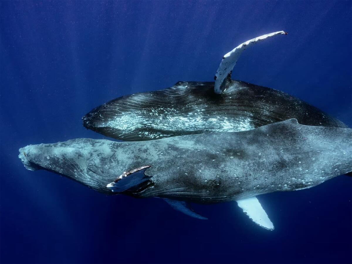 Ripreso per la prima volta l'accoppiamento tra due megattere maschi - 