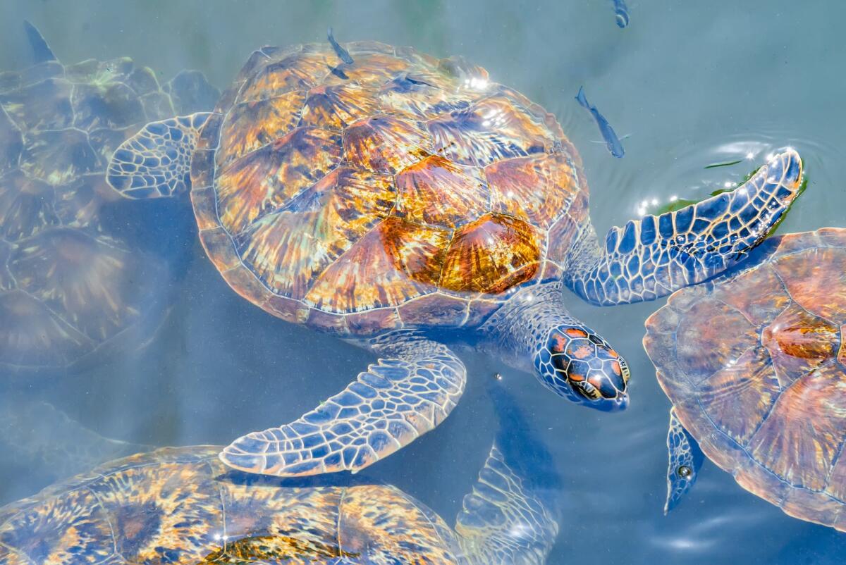 Chelonitossismo: cos'è, sintomi, mortalità, trattamento e prevenzione - Couple of Sea turtles swim in the water. Zanzibar, Tanzania.