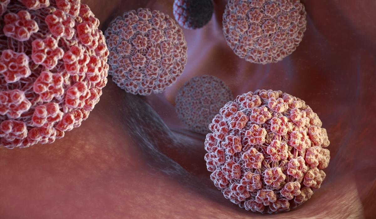 HPV: cos'è, trasmissione, prevenzione e sfide - Human papillomavirus (HPV) is a DNA virus from the papillomavirus family. 3D illustration