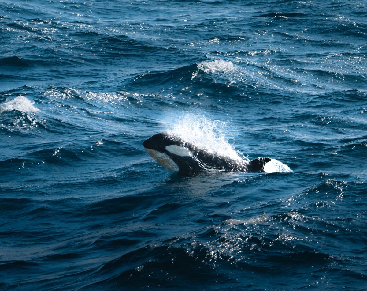 Per la prima prima volta è stata osservata un'orca mentre uccide uno squalo bianco - Orca Killer Whale Calf surfaces in Antarctica, Greenland