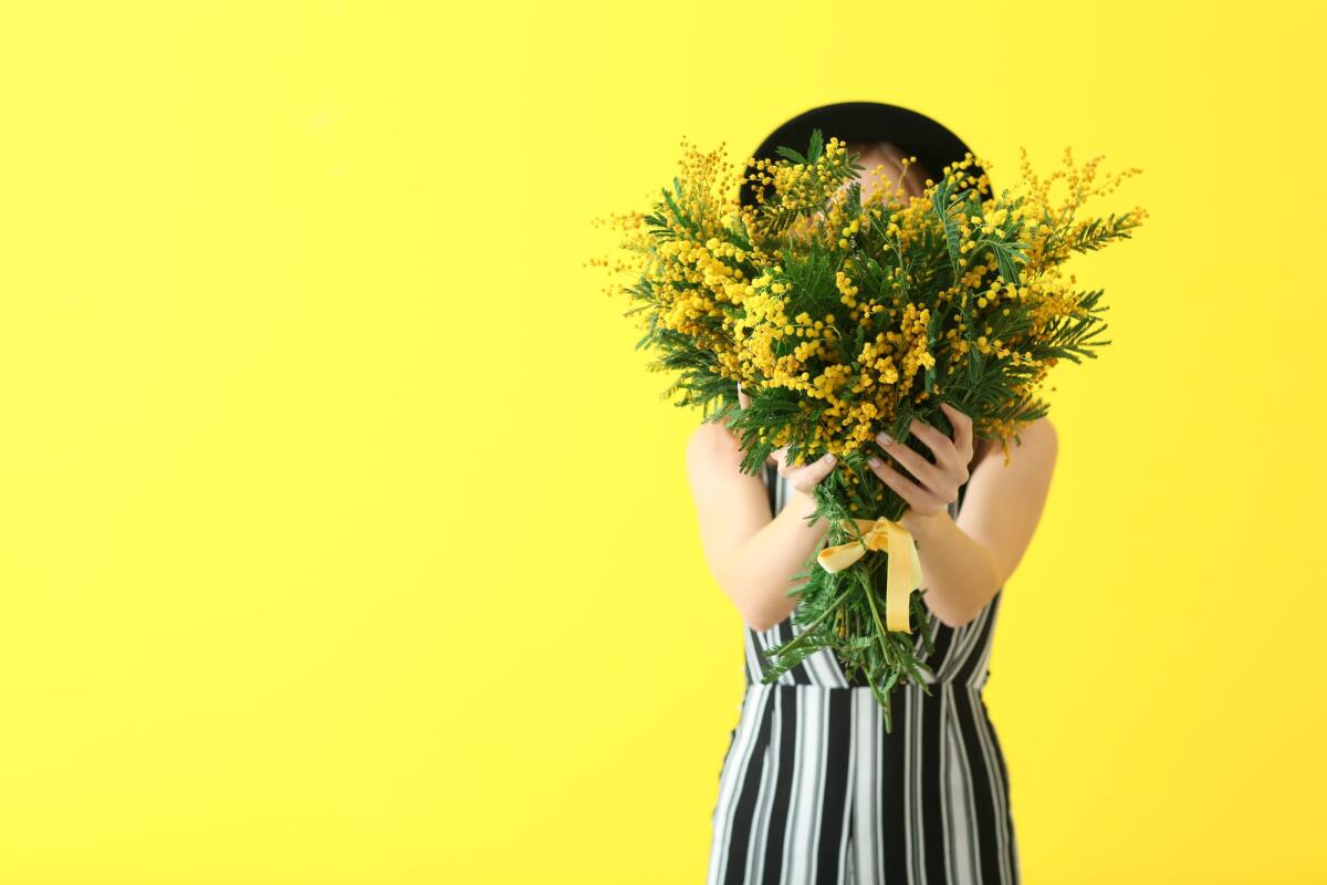 Perchè si regala la mimosa l'8 marzo? - Beautiful young woman with bouquet of mimosa flowers on color background
