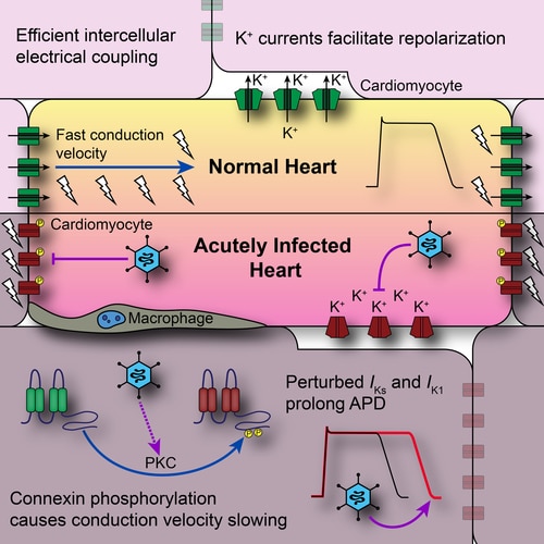 Nuovo studio sulla miocardite - Credits: Circulation Research