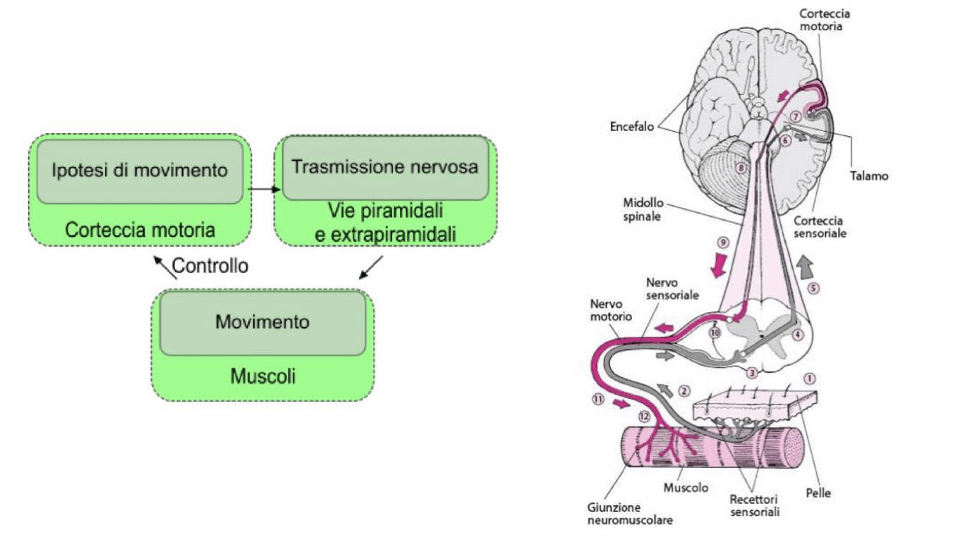 A sinistra: schema delle fasi del movimento volontario. A destra: rappresentazione delle componenti nervose e muscolari coinvolte nel movimento volontario, in particolare nel caso di un movimento legato ad una via spinale.