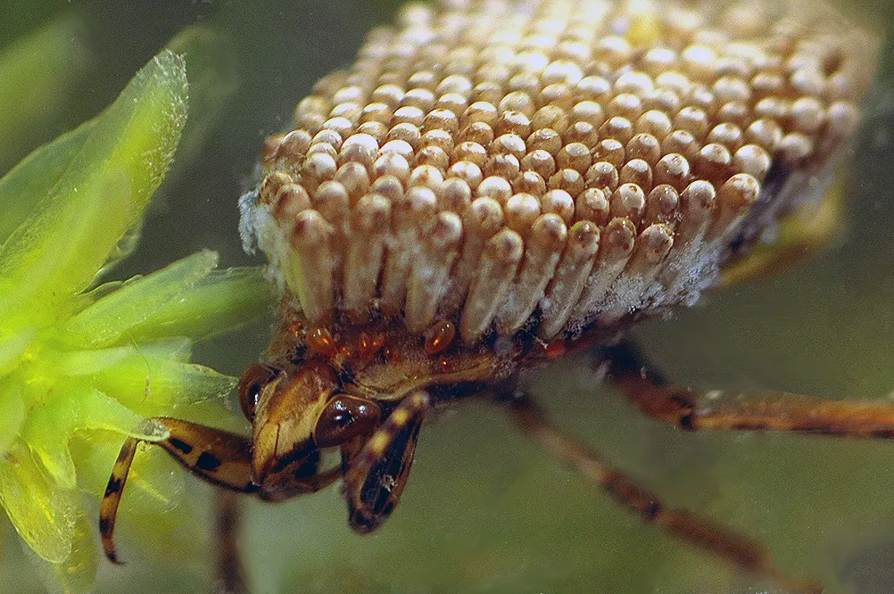 Un maschio con le uova sulla schiena