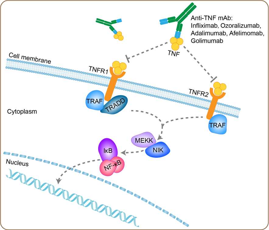 Meccanismo d'azione di Infliximab - Credits: Creative Biolabs