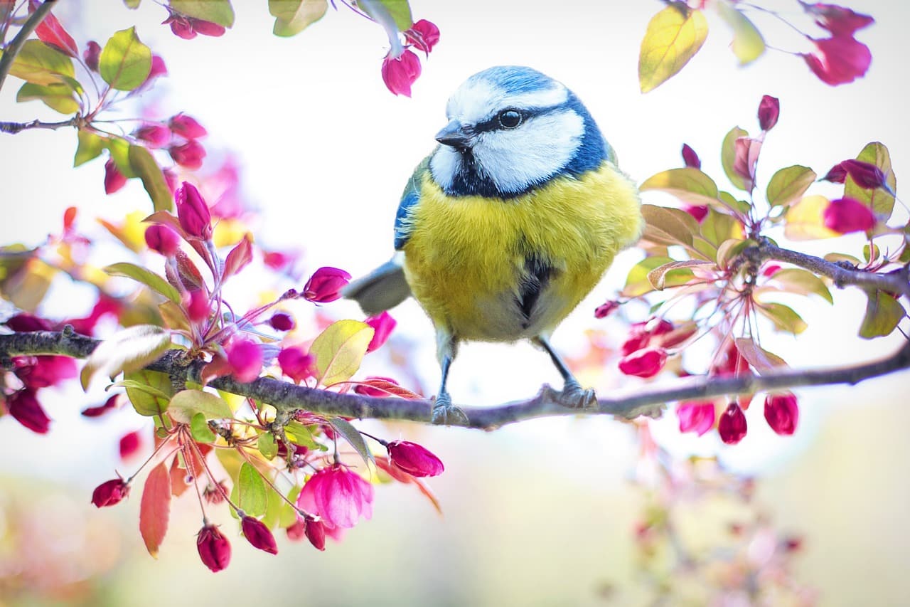 Equinozio di primavera: cos’è e quand’è