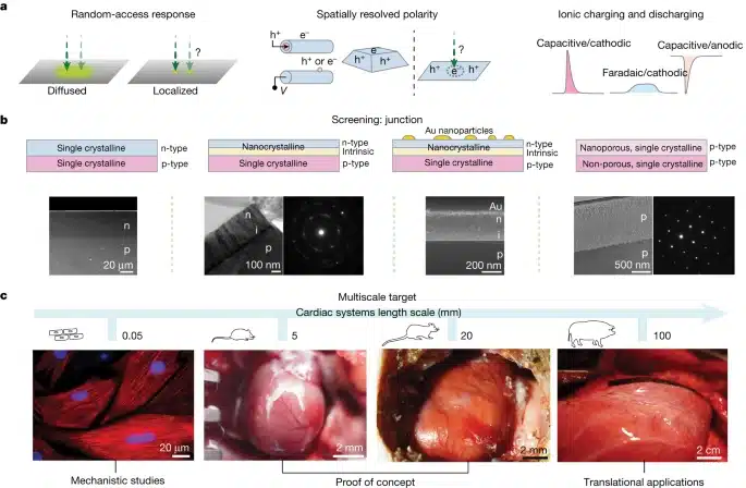 Evoluzione della progettazione del pacemaker ultrasottile - Credits: Nature