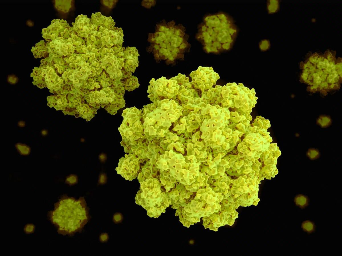 Norovirus: cos'è, legame con la gastroenterite, sintomi e prevenzione - 
