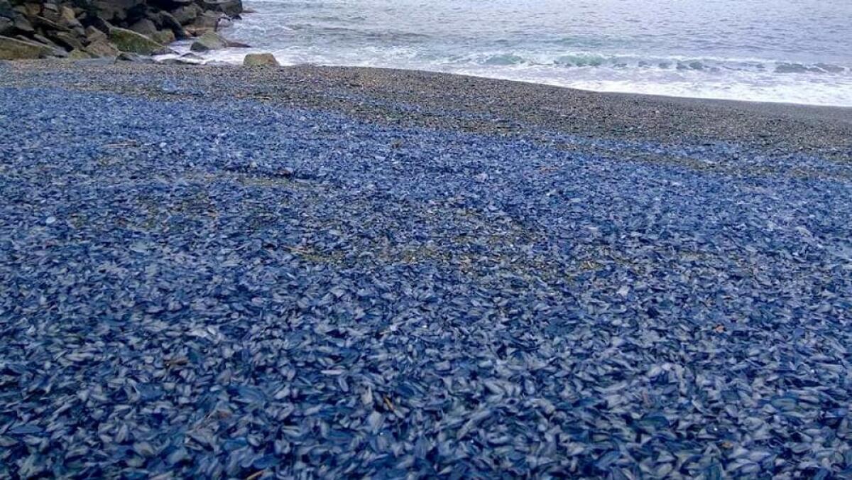 Le coste italiane si tingono di blu: ecco cosa sta succedendo - 