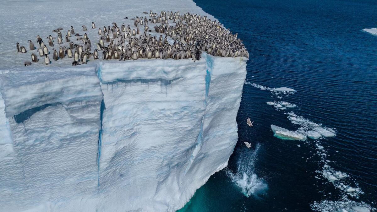 Perché i pulcini di Pinguino Imperatore saltano da una scogliera di ghiaccio così alta? - 