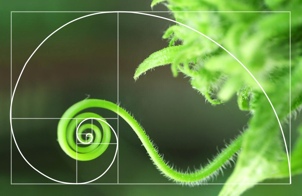 Perché la matematica è importante per la scienza e per il pensiero logico? - Illustration of spiral arrangement in nature.  Golden Ratio concept