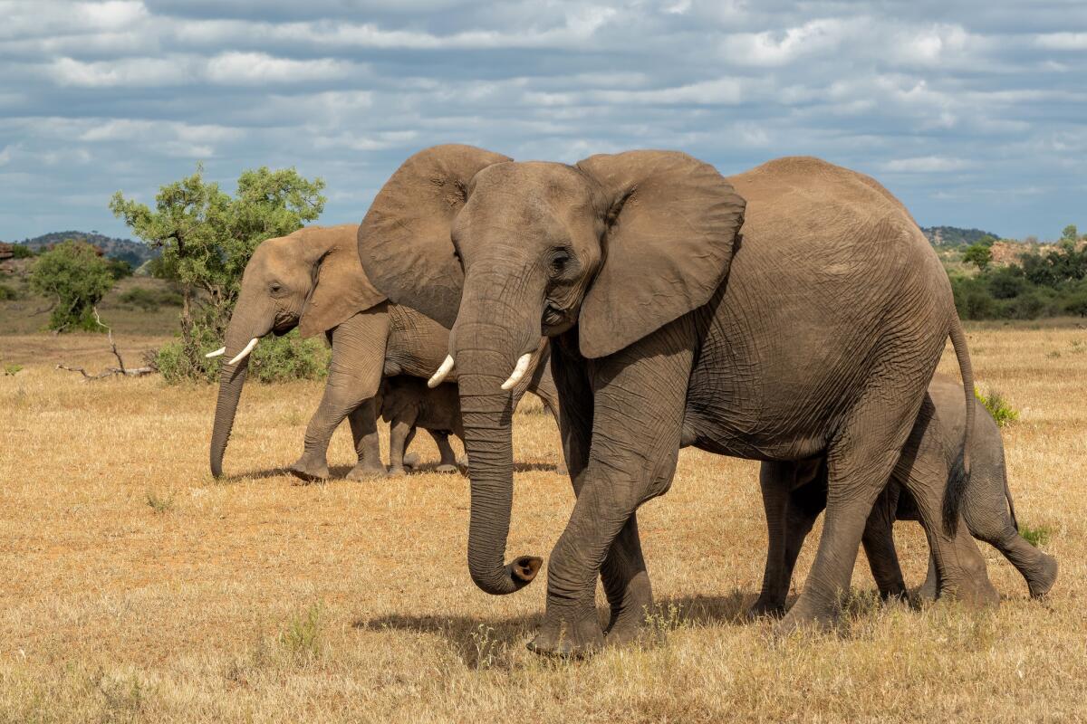 Il Botswana vuole inviare 20 mila elefanti in Germania - 