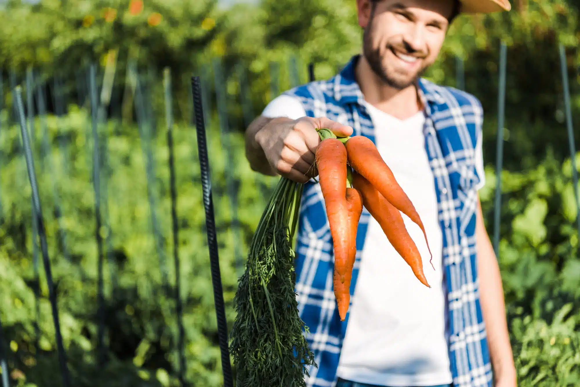 È vero che mangiare carote migliora la vista?