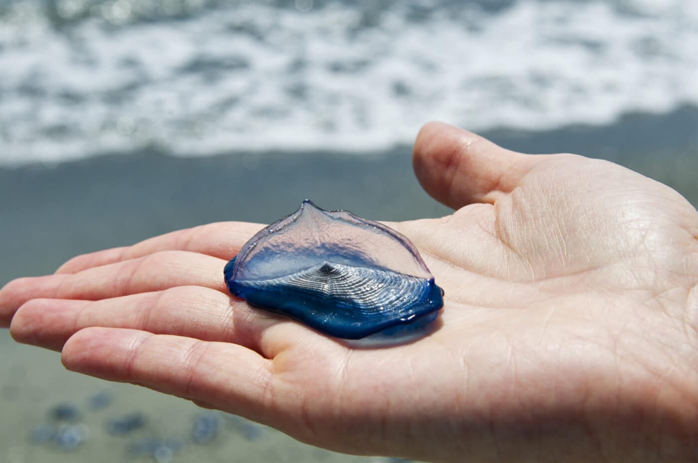 Le coste italiane si tingono di blu