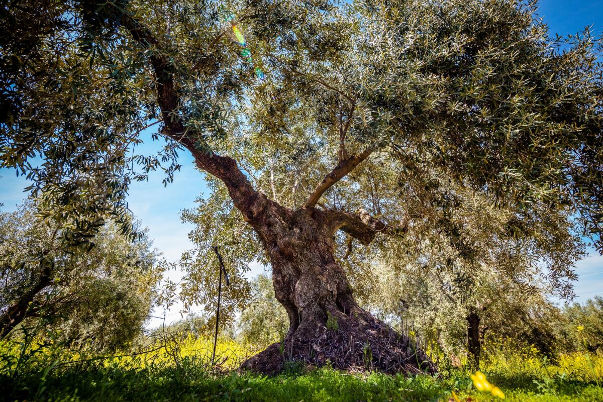 Le potature di ulivo diventano pannelli fonoassorbenti: l'iniziativa sostenibile dal cuore della Sicilia al Politecnico di Torino - Olive tree in th field and a blue sky