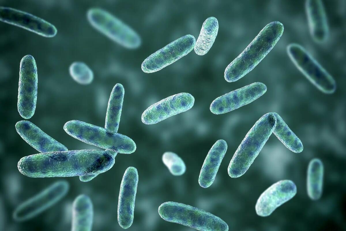 Citrobacter: cosa sono, trasmissione in ospedale, sintomi, diagnosi e trattamento - 