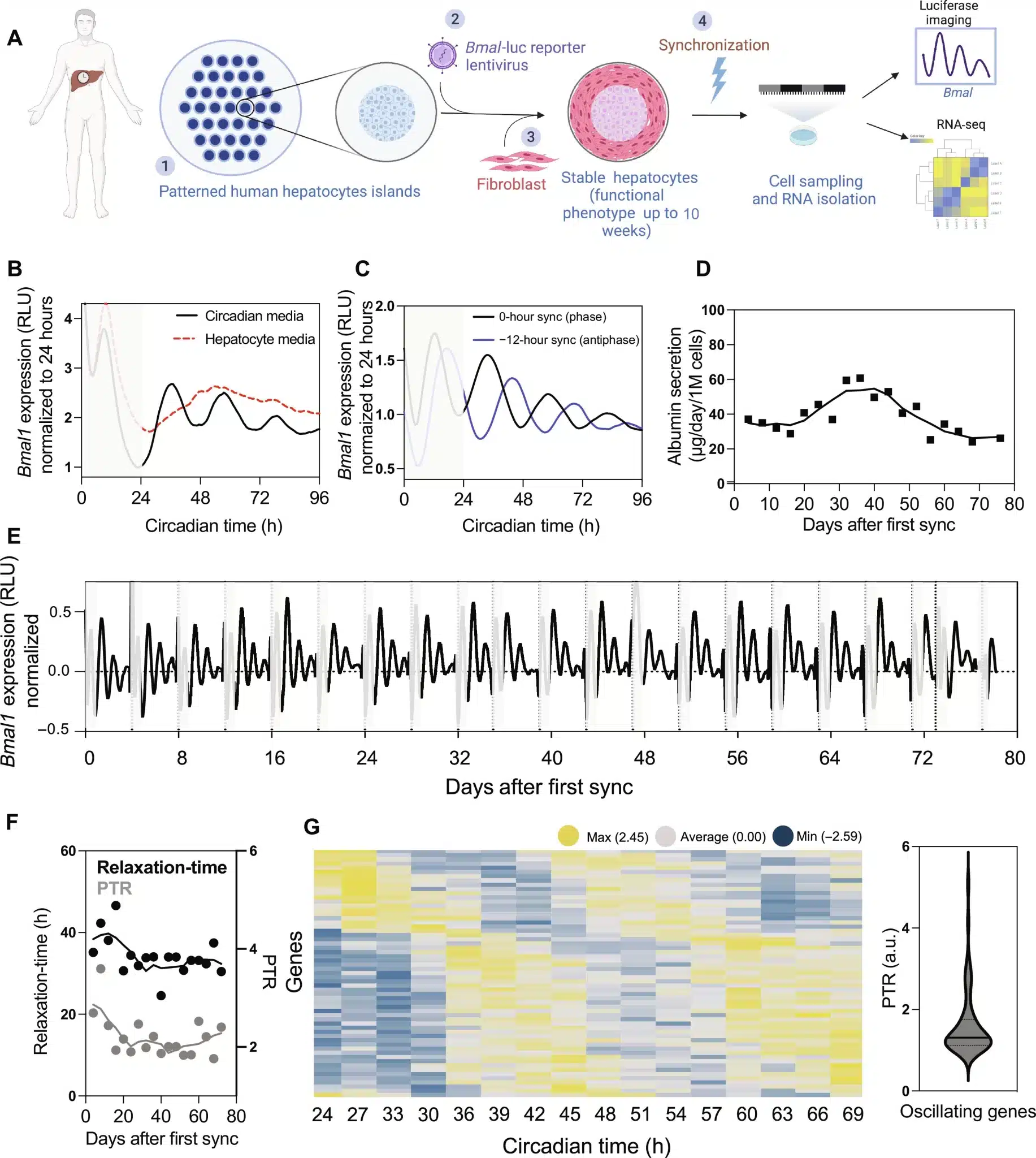 In figura la rappresentazione di un ritmo circadiano in una coltura di epatociti primari umani - Credits: Science