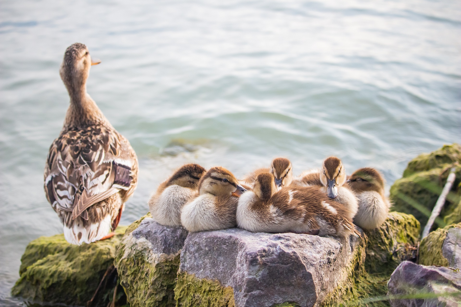 In natura tutto ha una risposta, sta a noi trovarla. Ad esempio, perché le anatre nuotano in fila dietro la madre?