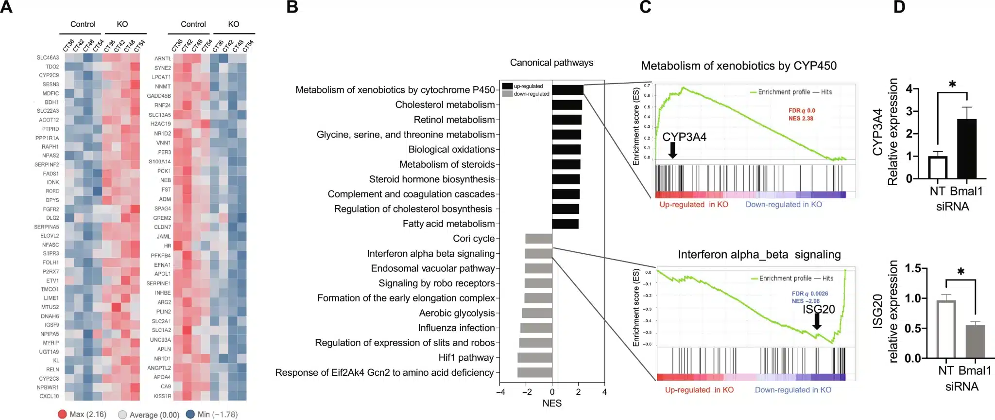 La perdita dell'espressione di Bmal1 interrompe l'espressione dei geni coinvolti nella segnalazione infiammatoria e nel metabolismo dei farmaci negli epatociti primari umani - Credits: Science