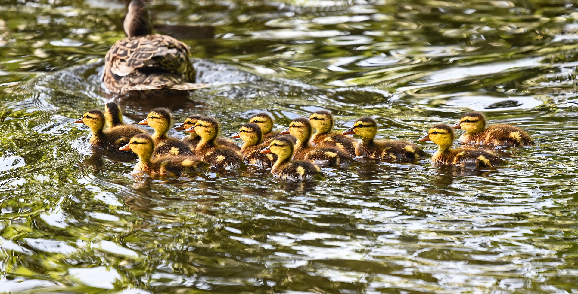 Perché le anatre nuotano in fila dietro alla madre?