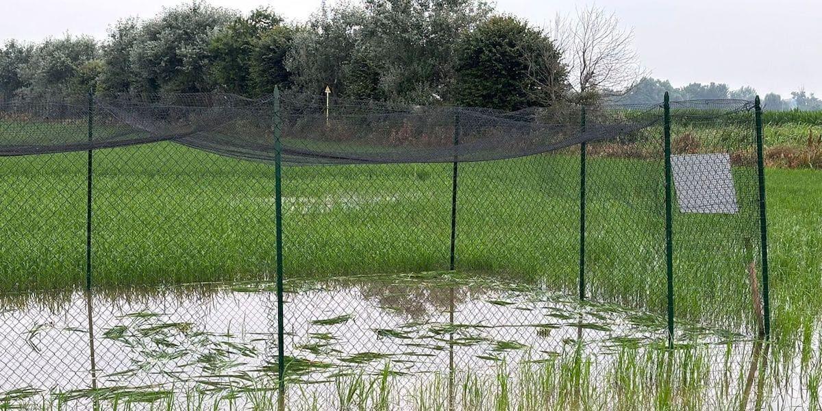 Pavia: distrutto dai vandali il campo sperimentale di riso - 