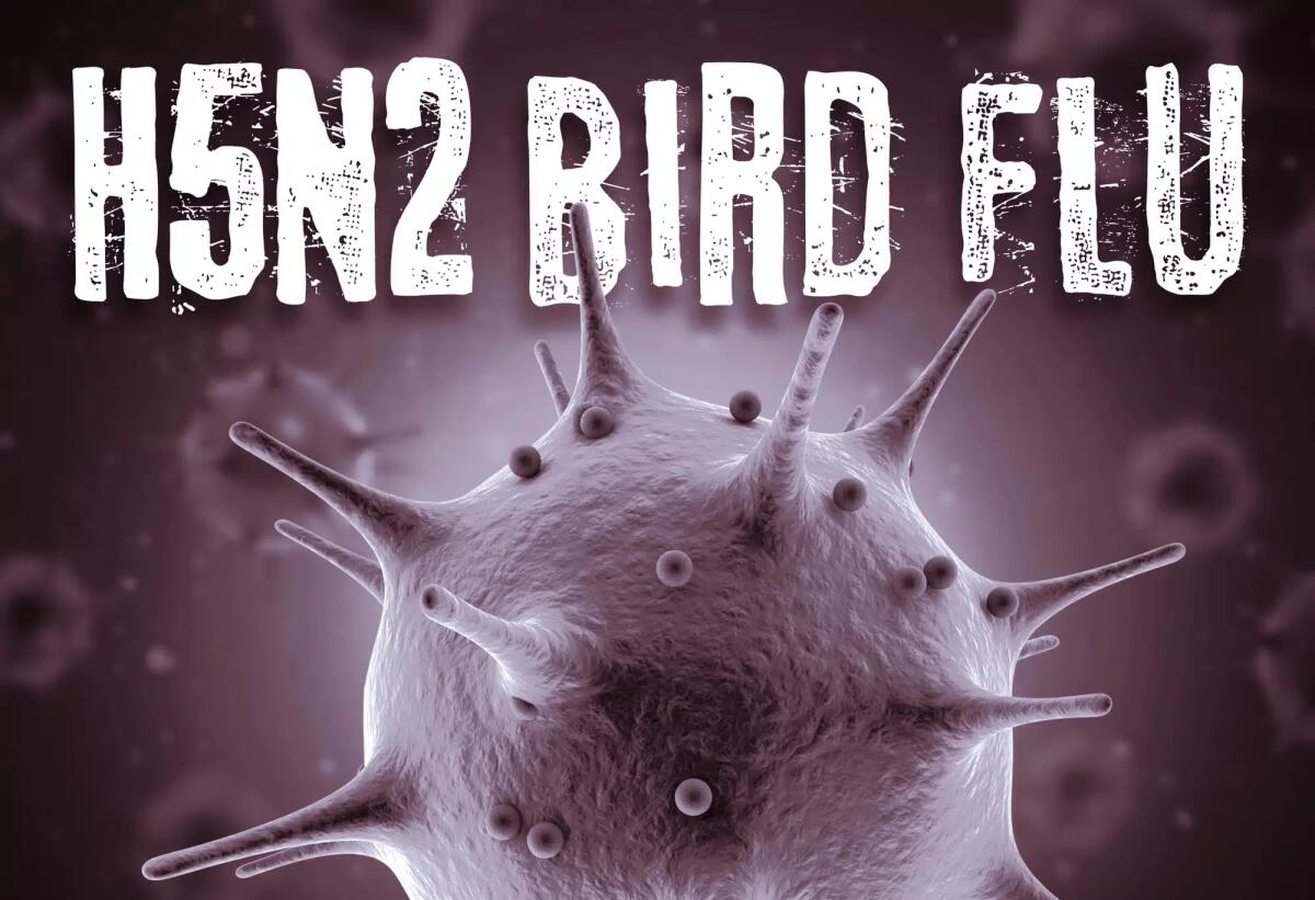 Il Messico smentisce il primo caso umano di morte causata dal virus H5N2 e accusa l'OMS - 