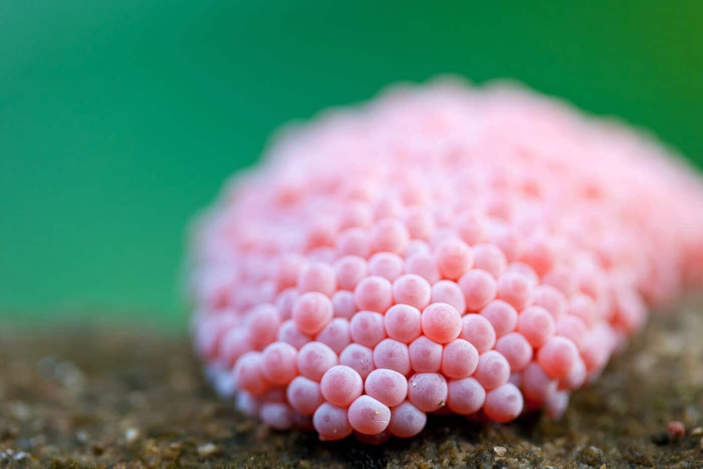 lumaca mela dalle uova rosa