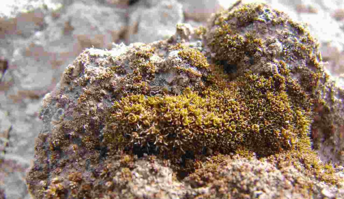 Un muschio del deserto potrebbe crescere su Marte - Questo muschio potrebbe crescere su Marte - www.aerospacecue.it