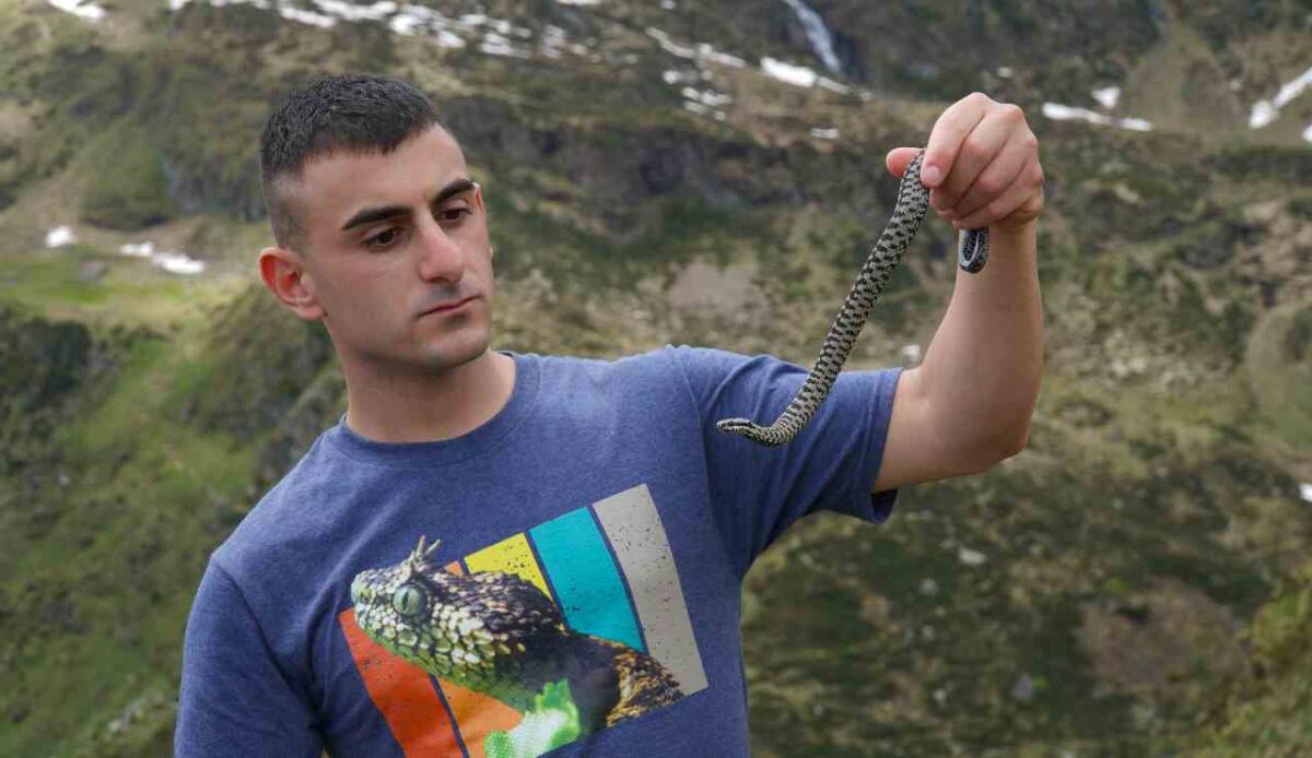 Sebastian Colnaghi in Piemonte e Valle d'Aosta alla ricerca della vipera dei Walser - Sebastian Colnaghi con in mano la vipera dei Walser (Foto di Sebastian Colnaghi)
