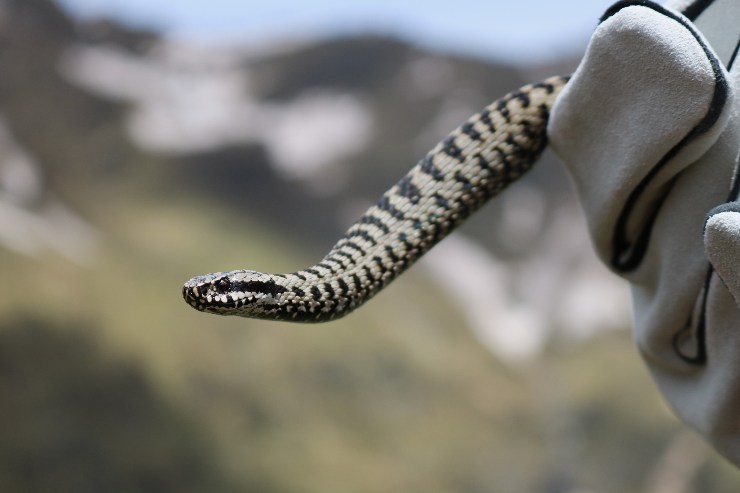 Vipera dei Walser (Foto di Sebastian Colnaghi)