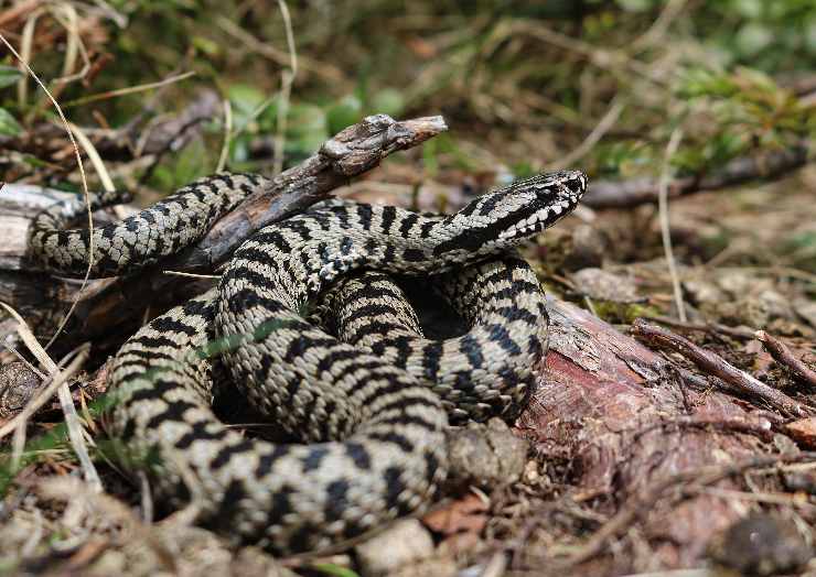 Vipera dei Walser (Foto di Giacomo Vanzo)