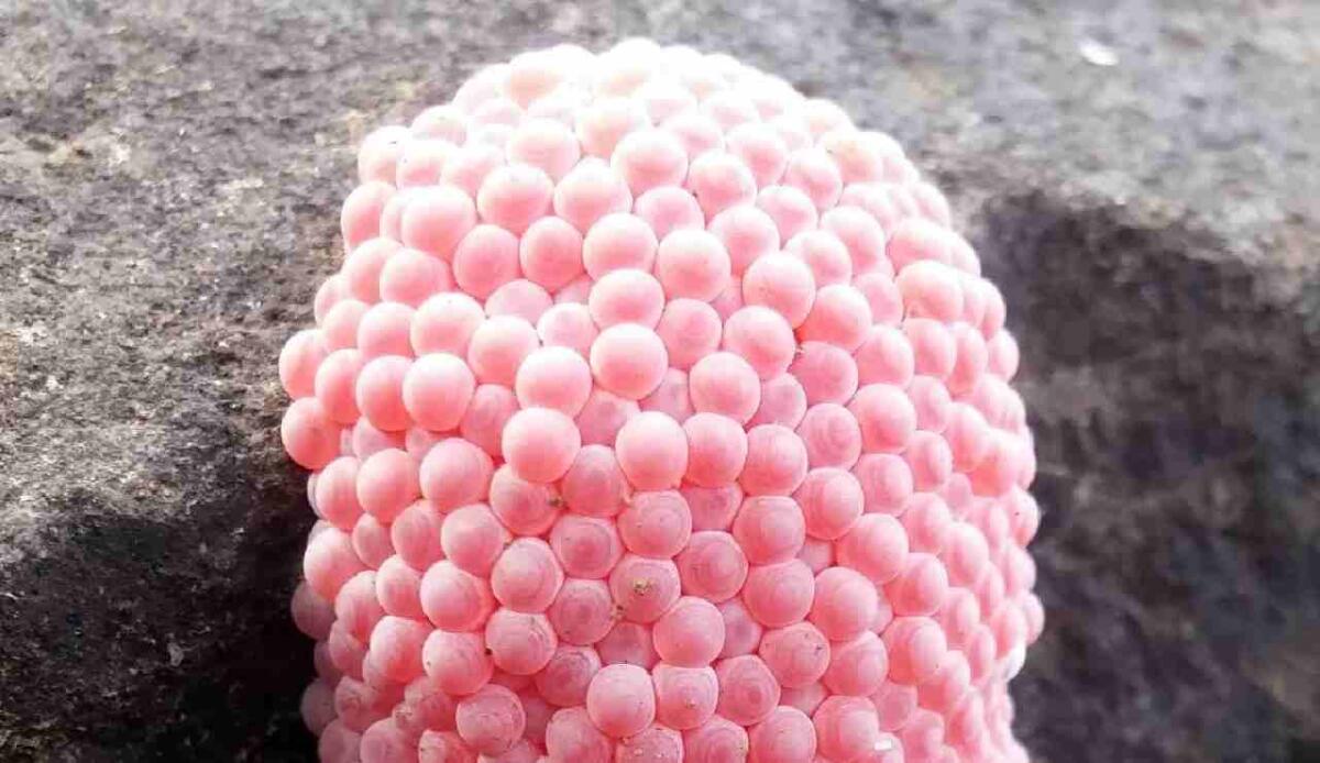 Cosa sono quelle uova rosa molto pericolose di cui tutti parlano? - Cosa sono queste uova rosa - sciencecue.it