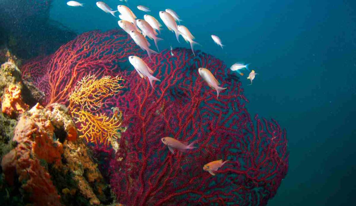 Fossili svelano la storia di una devastante estinzione di massa dopo il prosciugamento del Mediterraneo - La biodiversità del Mediterraneo (Depositphotos foto) - www.sciencecue.it