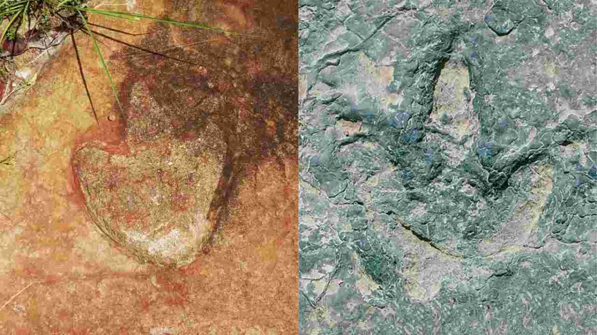 Scoperte le stesse impronte di dinosauro in due parti opposte dell'oceano - Impronte di dinosauro uguali in due continenti diversi (SciTechDaily foto)  - www.sciencecue.it