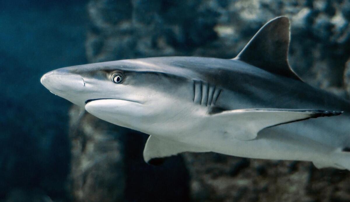 Gli squali non sono tra gli animali più letali al mondo per l'essere umano - squalo Pixabay (Foto) - www.sciencecue.it