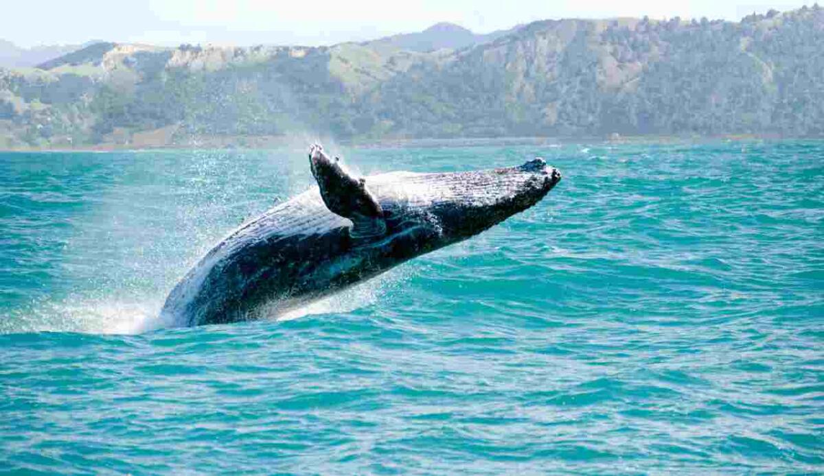 Giappone: dopo 50 anni ritorna la caccia alla balenottera comune - Balenottera (Depositphotos FOTO) - www.marinecue.it