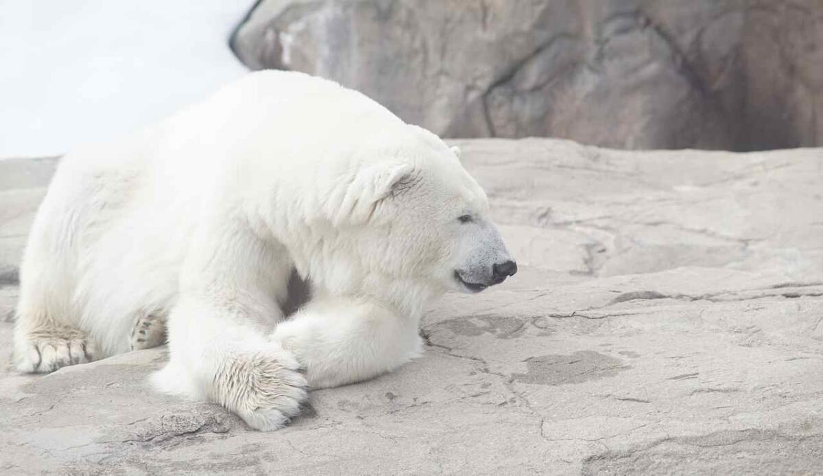 Perché è stato ucciso un orso polare in Islanda? - Perché è stato ucciso un orso polare in Islanda? (foto Pixabay) - www.sciencecue.it