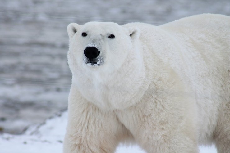 Perché è stato ucciso un orso polare in Islanda? (Pexels foto) - www.sciencecue.it