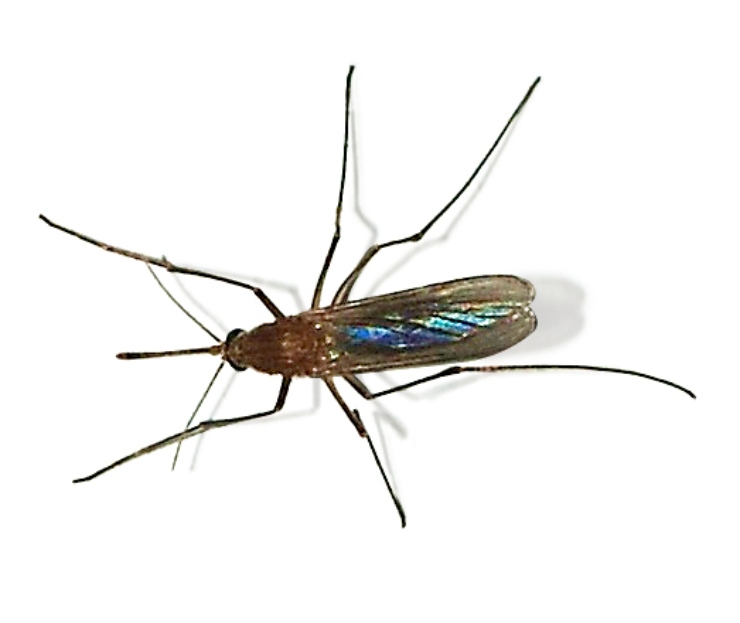 Culex pipiens, il principale vettore del virus del Nilo Orientale (Wikipedia FOTO) - www.biomedicalcue.it