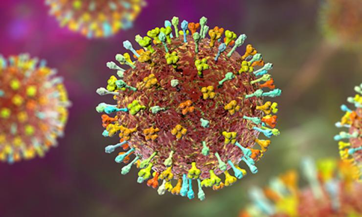 Il virus Nipah si sta diffondendo in India: ecco cosa sapere su questa malattia (ECDC foto) - www.biomedicalcue.it