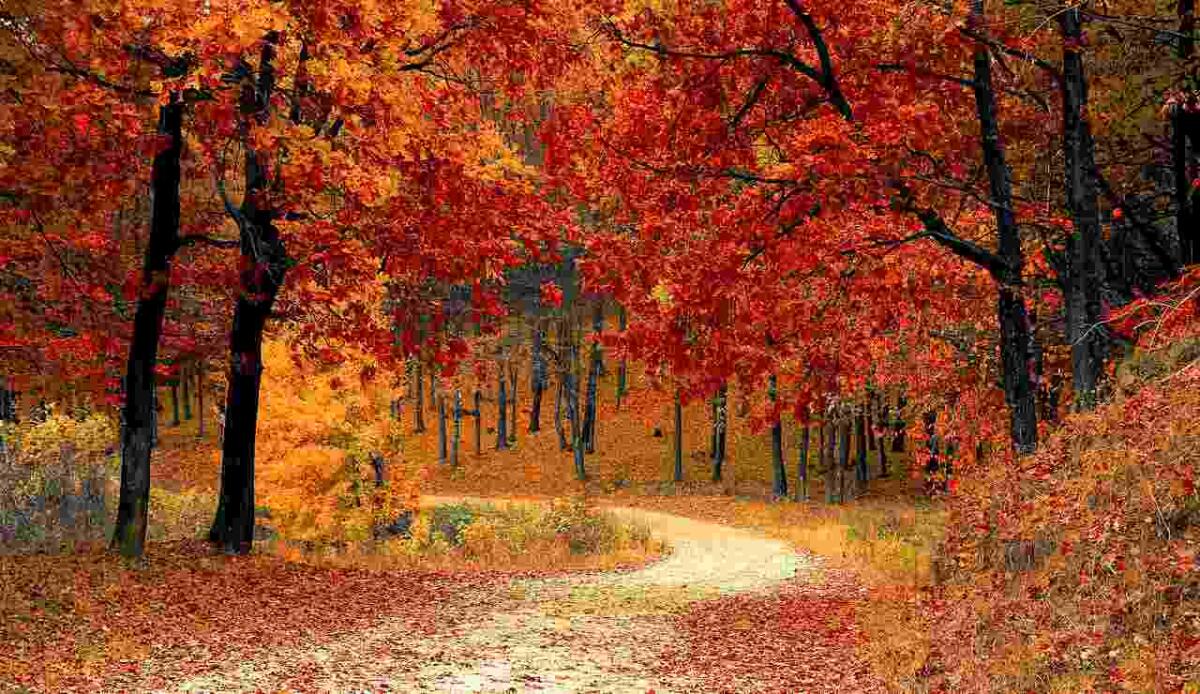 L'autunno scomparirà? - Bosco in autunno (Pixabay foto) - www.sciencecue.it