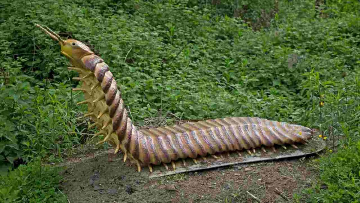 Ricostruita la testa del più grande millepiedi della storia - Illustrazione di Arthropleura (Mark Boulton FOTO) - www.sciencecue.it