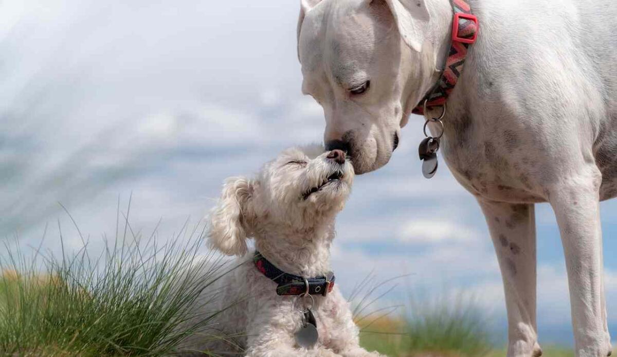 Dal Cile il primo "vaccino" reversibile per sterilizzare i cani - Cani (Pixabay foto) - www.biomedicalcue.it