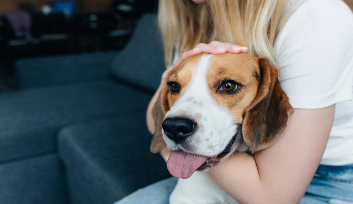 AISA SWG: vivere con un pet riduce lo stress e rafforza il sistema immunitario - Cane felice (Depositphotos FOTO)-www.biomedicalcue.it
