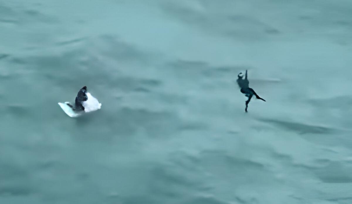 Pescatore si salva dall'uragano Milton aggrappandosi a un frigorifero | VIDEO - Frame della persona che si è salvata grazie ad un frigorifero (uscgsoutheast FOTO) - www.marinecue.it