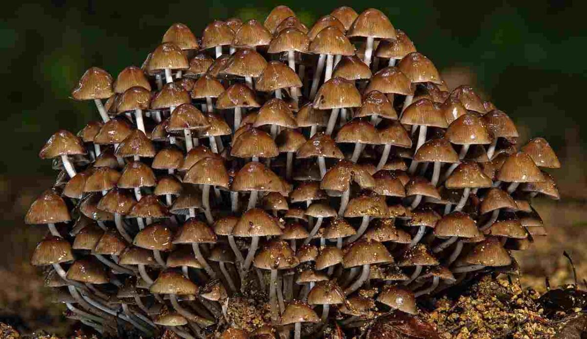 Pistoia: trovato un fungo molto raro, ecco di cosa si tratta - Funghi (Pixabay FOTO) - www.sciencecue.it