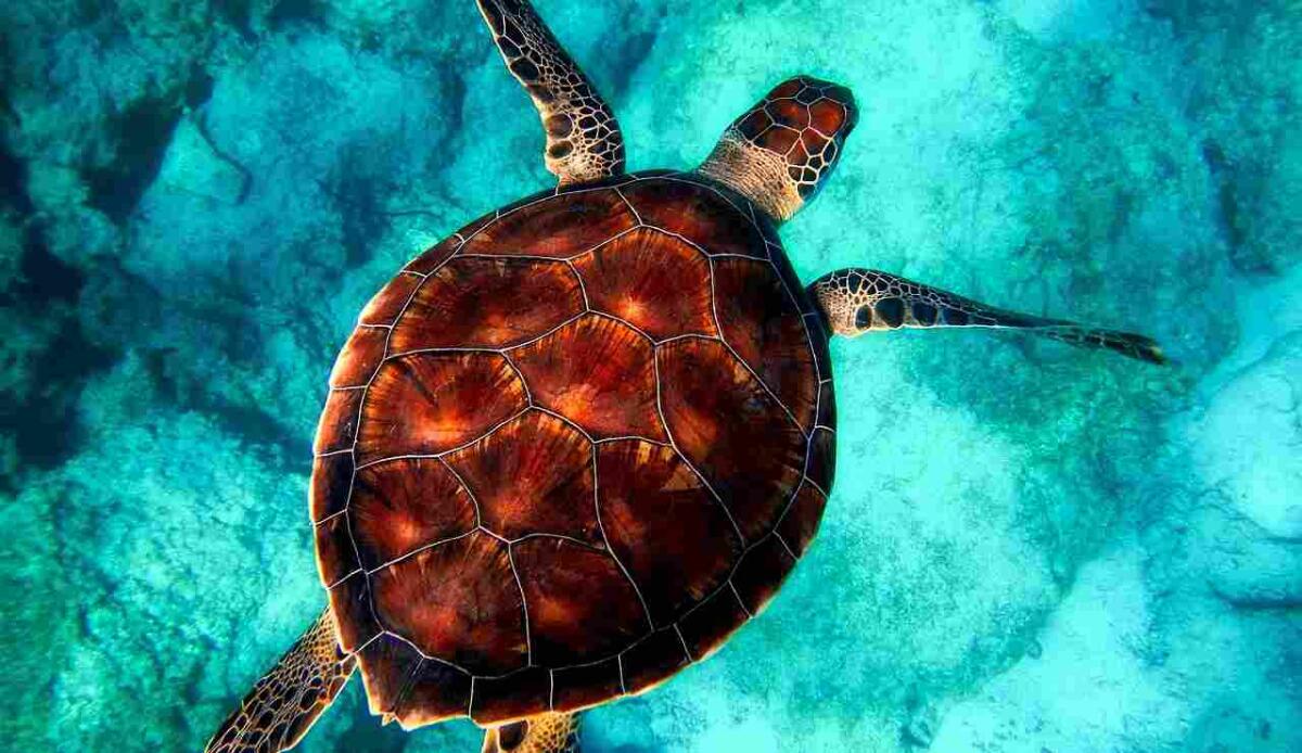 Un nuovo studio fa luce sul movimento delle tartarughe appena nate - Una tartaruga durante il nuoto (Pixabay FOTO) - www.marinecue.it