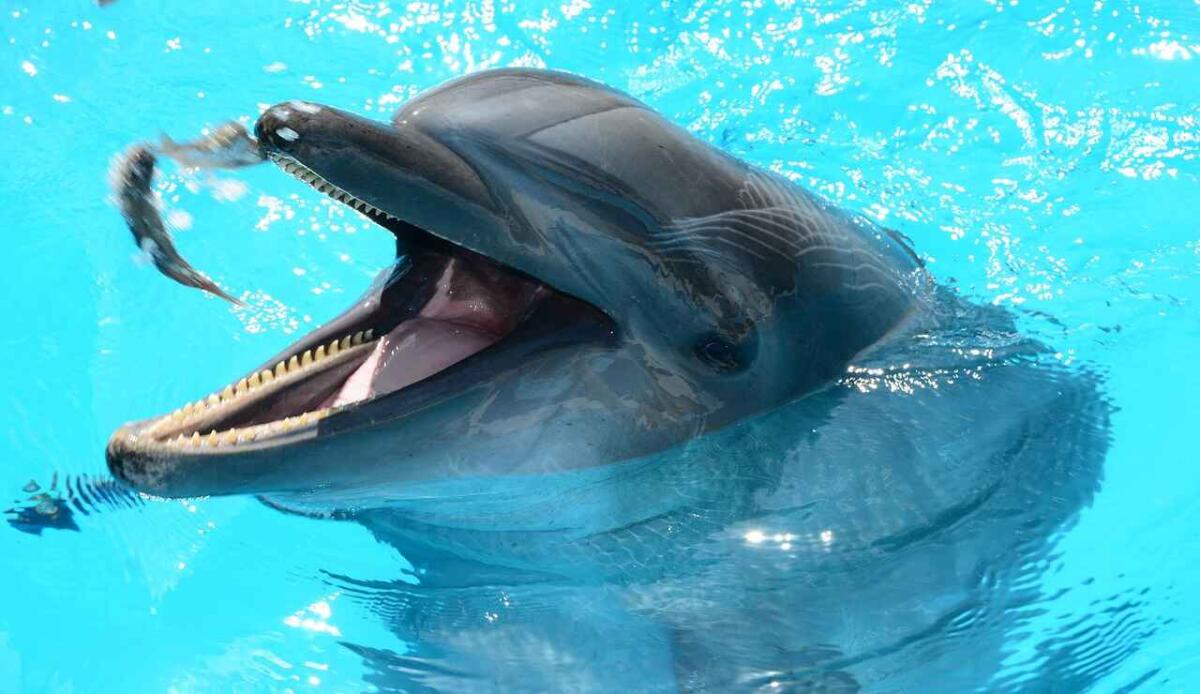I delfini riconoscono i loro conoscenti tramire il gusto - delfini Pixabay (Foto) - www.marinecue.it